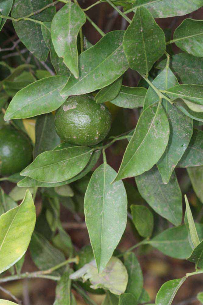              Shade leaves (Riverside, CA)       